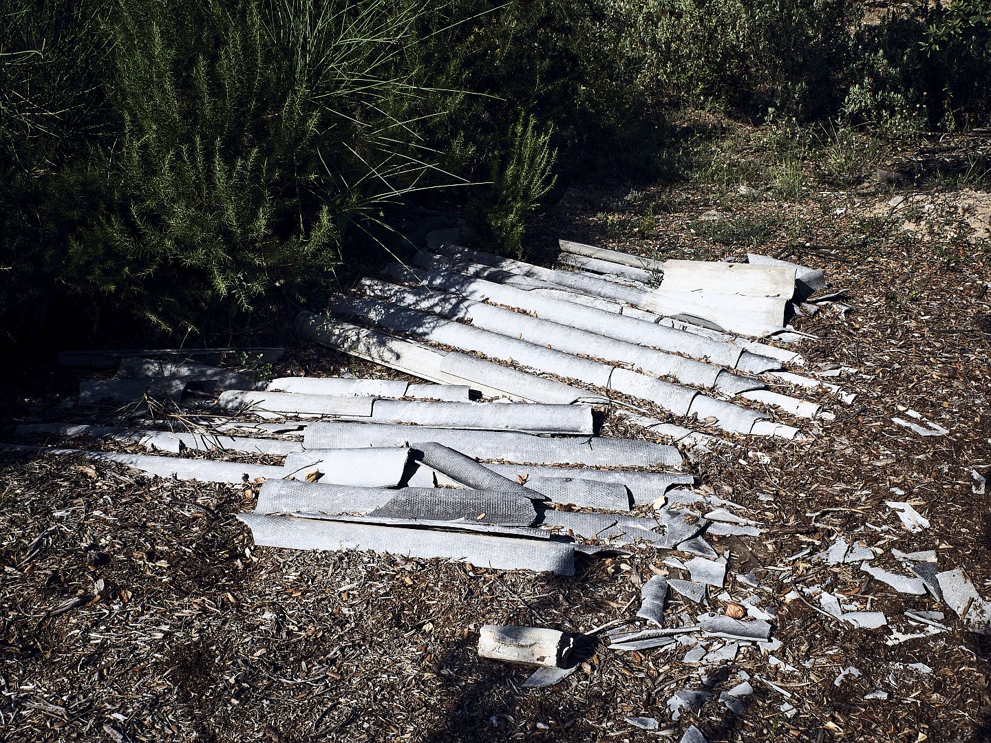 Bosc carrer Cases 1